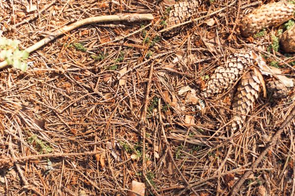 Pine Needles Removal in Fremont