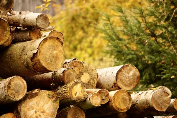 Wood Pile Removal in Fremont