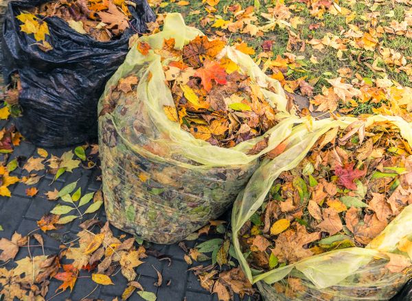 Yard Cleanup Service in Fremont