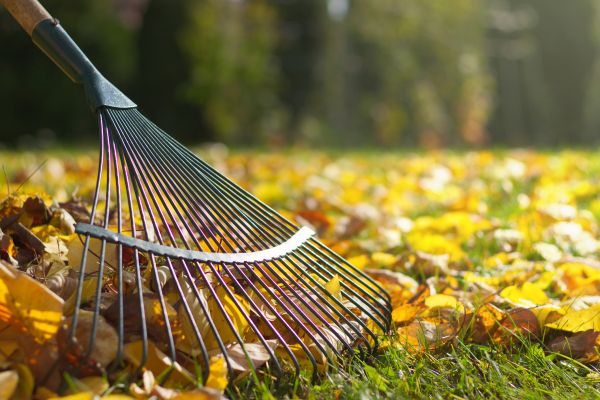 Leaf Raking Service in Fremont