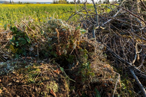 Brush Disposal in Fremont