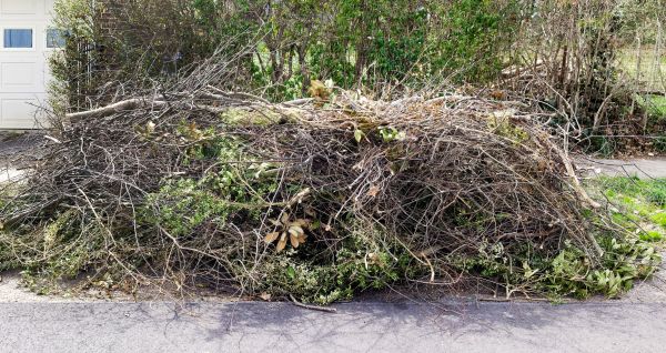 Tree Limb Cleanup in Fremont