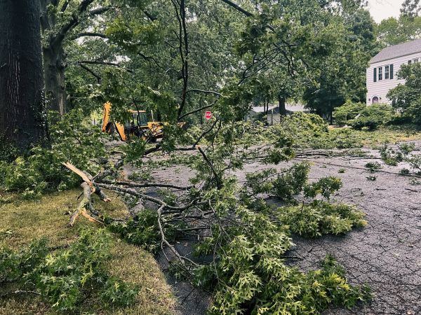 Tree Branch Disposal in Fremont