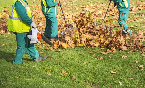 Leaf Maintenance in Fremont