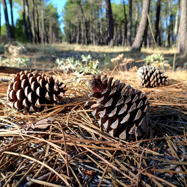 Pine Cone Removal in Fremont