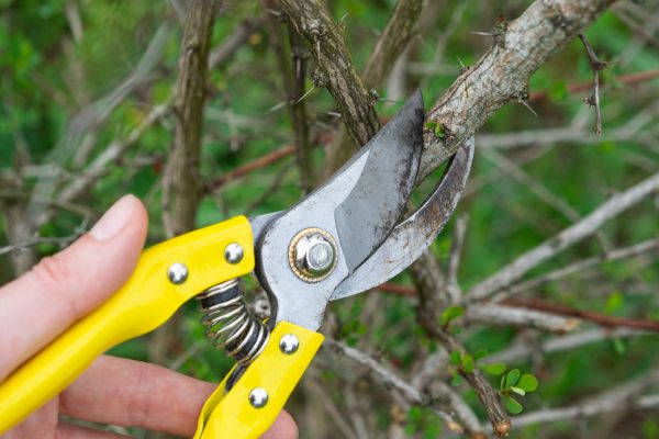 Limbs Removal in Fremont