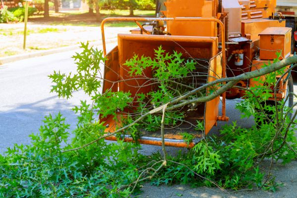 Tree Branches Removal in Fremont