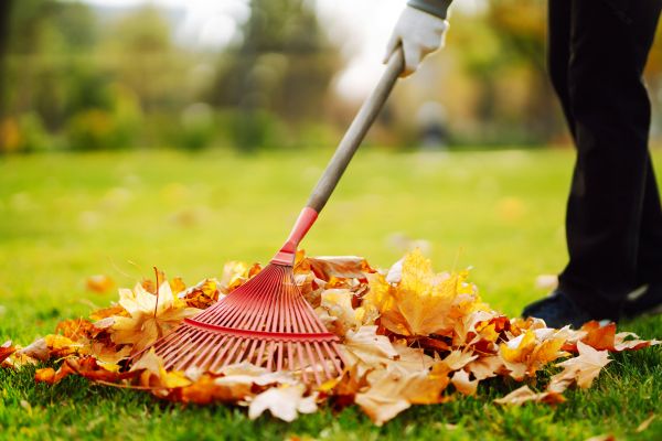 Ditch Leaf Removal in Fremont