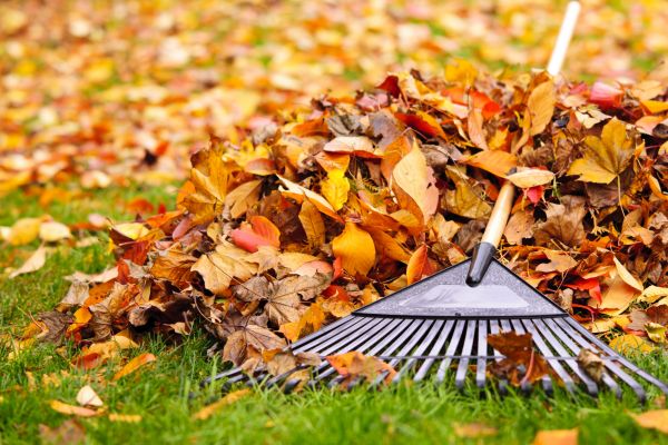 Yard Leaf Removal in Fremont