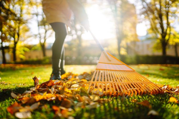 Leaves Raking in Fremont