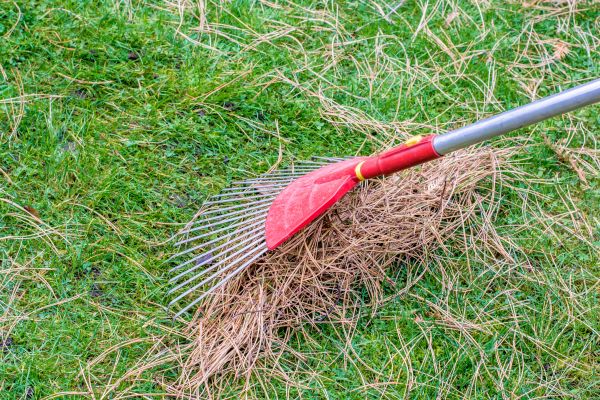 Yard Raking in Fremont