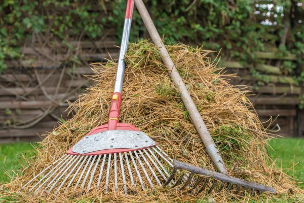 Pine Straw Clearing in Fremont