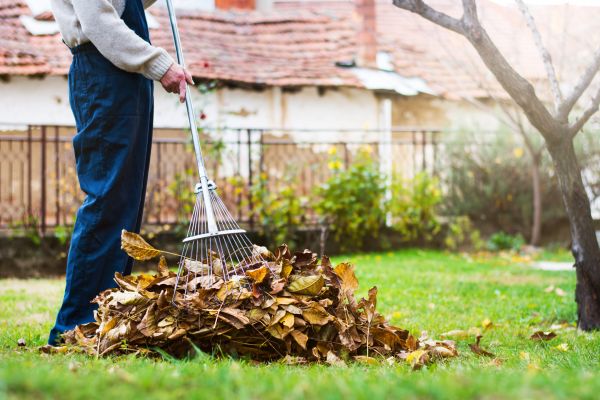 Spring Lawn Cleanup in Fremont
