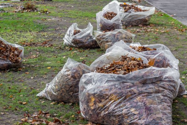 Leaf Pile Disposal in Fremont
