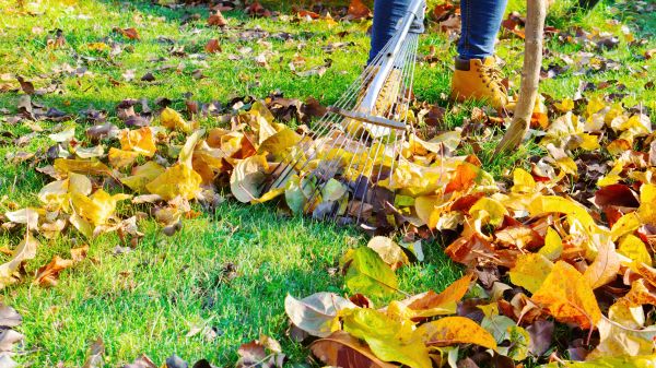 Lawn Cleanup Service in Fremont
