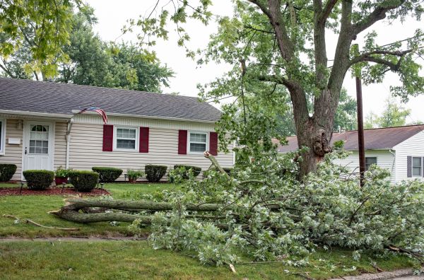 Fallen Branch Removal in Fremont