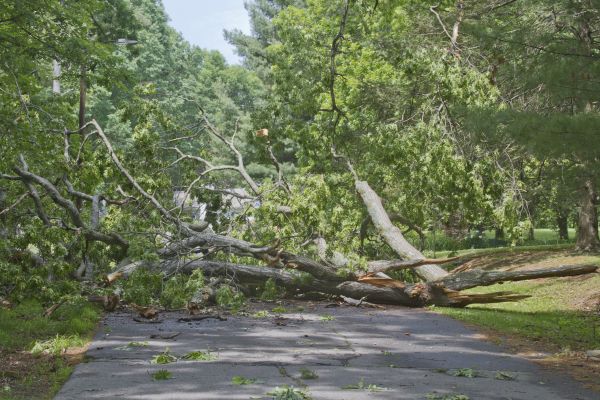 Tree Debris Removal in Fremont